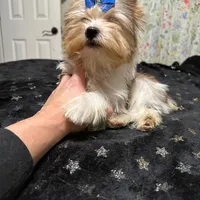  Merle male, a male Yorkshire Terrier for sale in Pensacola, FL – Photo 10 of 10