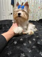  Merle male, a male Yorkshire Terrier for sale in Pensacola, FL – Photo 10 of 10