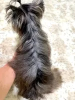 black Merle tweed female , a female Yorkshire Terrier for sale in Pensacola, FL – 9 of 9