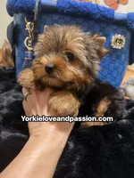 Traditional male , a male Yorkshire Terrier for sale in Pensacola, FL – 3 of 10