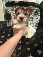 Blueberry male , a male Yorkshire Terrier for sale in Pensacola, FL – Photo 3 of 6