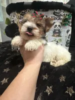 Blueberry male , a male Yorkshire Terrier for sale in Pensacola, FL – Photo 6 of 6