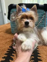 Blueberry male , a male Yorkshire Terrier for sale in Pensacola, FL – Photo 2 of 7