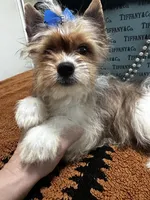 Blueberry male , a male Yorkshire Terrier for sale in Pensacola, FL – Photo 4 of 7