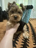 Traditional male , a male Yorkshire Terrier for sale in Pensacola, FL – Photo 1 of 10