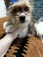 Blueberry male , a male Yorkshire Terrier for sale in Pensacola, FL – Photo 3 of 7