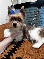 Blueberry male , a male Yorkshire Terrier for sale in Pensacola, FL – Photo 6 of 7