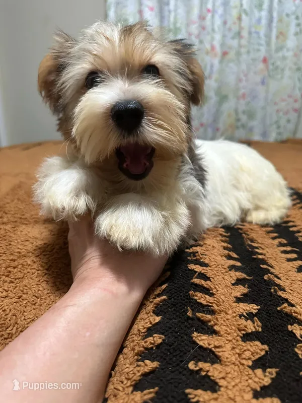 Blueberry male  – Yorkshire Terrier puppy for sale in Pensacola, FL