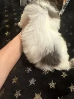 Blueberry male , a male Yorkshire Terrier for sale in Pensacola, FL – Photo 2 of 6