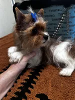 Blueberry male , a male Yorkshire Terrier for sale in Pensacola, FL – Photo 7 of 7