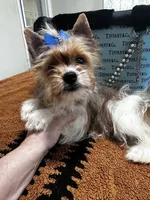 Blueberry male , a male Yorkshire Terrier for sale in Pensacola, FL – Photo 5 of 7