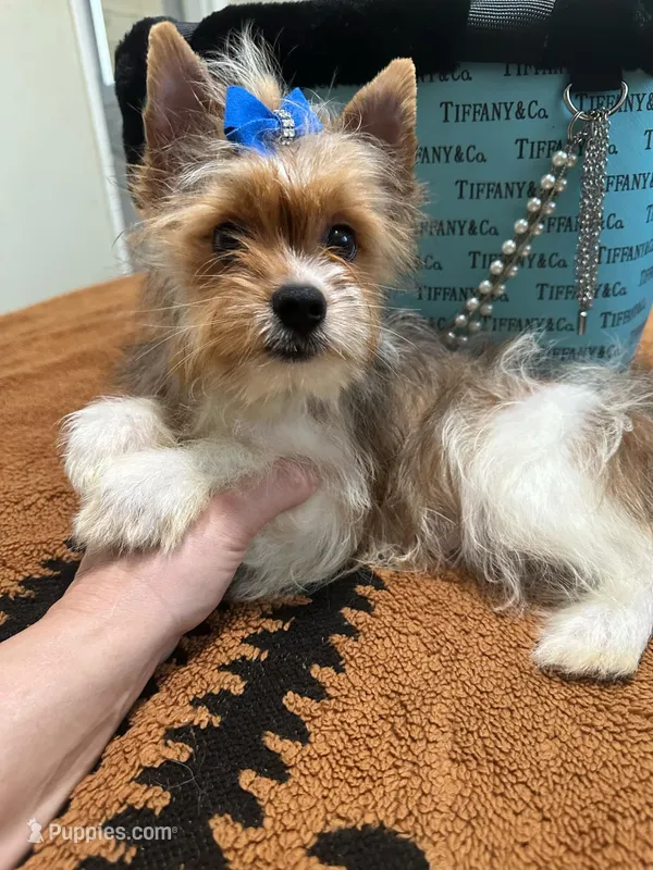 Blueberry male  – Yorkshire Terrier puppy for sale in Pensacola, FL