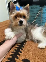 Blueberry male , a male Yorkshire Terrier for sale in Pensacola, FL – Photo 1 of 7