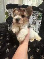 Blueberry male , a male Yorkshire Terrier for sale in Pensacola, FL – Photo 4 of 6