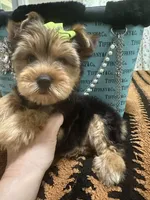 Traditional male , a male Yorkshire Terrier for sale in Pensacola, FL – Photo 8 of 10