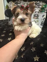 Blueberry male , a male Yorkshire Terrier for sale in Pensacola, FL – Photo 1 of 6