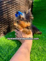 Tiny traditional male , a male Yorkshire Terrier for sale in Pensacola, FL – 4 of 10