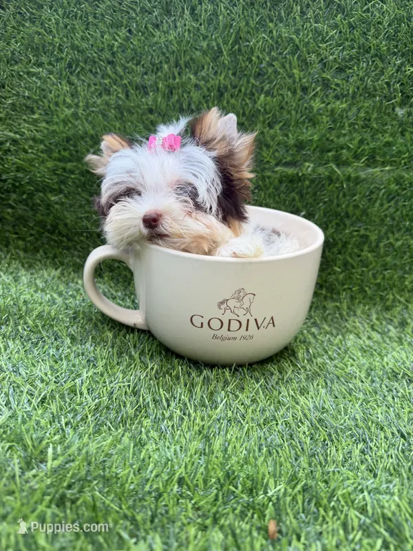 Xxxxsmall chocolate Parti female – Yorkshire Terrier puppy for sale in Pensacola, FL