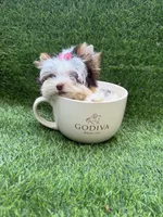 Xxxxsmall chocolate Parti female, a female Yorkshire Terrier for sale in Pensacola, FL – 1 of 10