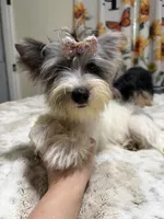 Blueberry female , a female Yorkshire Terrier for sale in Pensacola, FL – 8 of 10