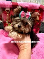Tiny traditional female, a female Yorkshire Terrier for sale in Pensacola, FL – Photo 7 of 10