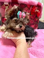 Tiny traditional female, a female Yorkshire Terrier for sale in Pensacola, FL – Photo 9 of 10