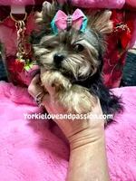 Tiny traditional female, a female Yorkshire Terrier for sale in Pensacola, FL – Photo 1 of 10