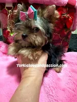 Tiny traditional female, a female Yorkshire Terrier for sale in Pensacola, FL – Photo 4 of 10