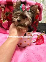 Tiny traditional female, a female Yorkshire Terrier for sale in Pensacola, FL – Photo 3 of 10