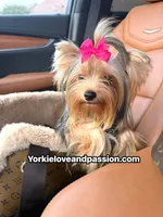 Kiki small blue Merle Female , a female Yorkshire Terrier for sale in Pensacola, FL – 6 of 9
