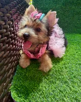 Moly traditional female , a female Yorkshire Terrier for sale in Pensacola, FL – 5 of 10