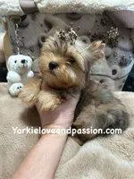 Sable male, a male Yorkshire Terrier for sale in Pensacola, FL – Photo 5 of 10