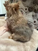 Sable male, a male Yorkshire Terrier for sale in Pensacola, FL – Photo 10 of 10