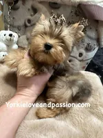 Sable male, a male Yorkshire Terrier for sale in Pensacola, FL – Photo 3 of 10