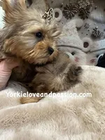 Sable male, a male Yorkshire Terrier for sale in Pensacola, FL – Photo 9 of 10