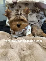 Sable male, a male Yorkshire Terrier for sale in Pensacola, FL – Photo 7 of 10