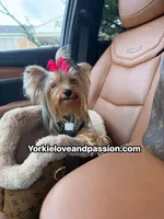 Kiki small blue Merle Female , a female Yorkshire Terrier for sale in Pensacola, FL – 3 of 9