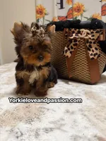 Traditional female , a female Yorkshire Terrier for sale in Pensacola, FL – 10 of 10