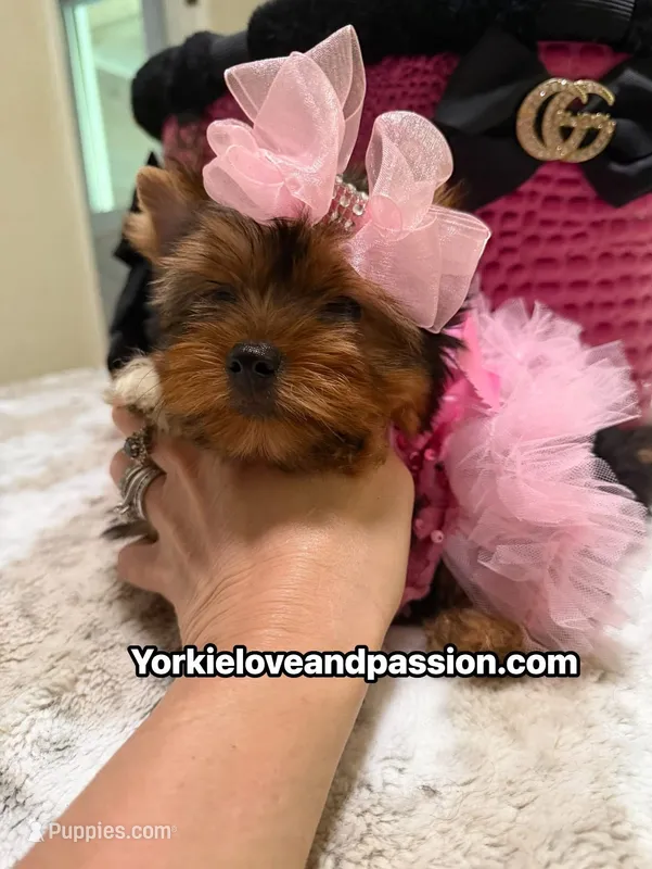Traditional female  – Yorkshire Terrier puppy for sale in Pensacola, FL