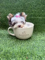 Xxxxsmall chocolate Parti female, a female Yorkshire Terrier for sale in Pensacola, FL – 9 of 10