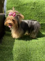 Small blue  Merle female , a female Yorkshire Terrier for sale in Pensacola, FL – 6 of 10