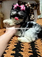 Black and white female , a female Yorkshire Terrier for sale in Pensacola, FL – Photo 10 of 10