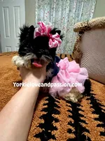 Black and white female , a female Yorkshire Terrier for sale in Pensacola, FL – Photo 8 of 10