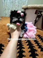 Black and white female , a female Yorkshire Terrier for sale in Pensacola, FL – Photo 6 of 10