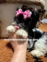 Black and white female , a female Yorkshire Terrier for sale in Pensacola, FL – Photo 3 of 10