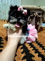 Black and white female , a female Yorkshire Terrier for sale in Pensacola, FL – Photo 9 of 10