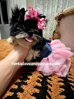 Black and white female , a female Yorkshire Terrier for sale in Pensacola, FL – Photo 7 of 10