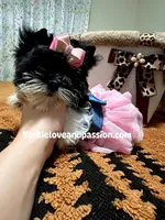 Black and white female , a female Yorkshire Terrier for sale in Pensacola, FL – Photo 1 of 10