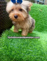 Blue Merle male , a male Yorkshire Terrier for sale in Pensacola, FL – 4 of 9