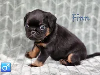 Finn, a male Brussels Griffon for sale in Jacksonville, FL – 4 of 5